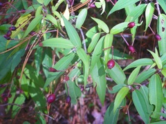 Miconia mexicana