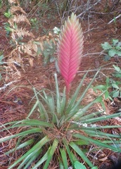 Tillandsia lampropoda