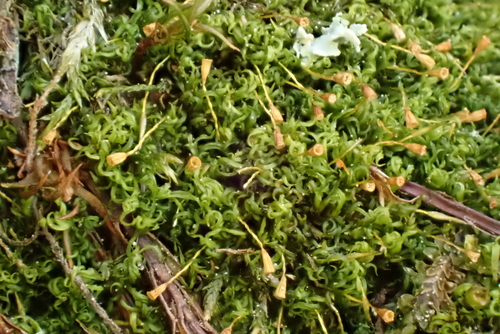 Rhabdoweisia fugax observed 2026-04-25