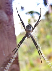 Argiope caledonia