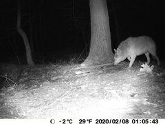 Canis latrans thamnos