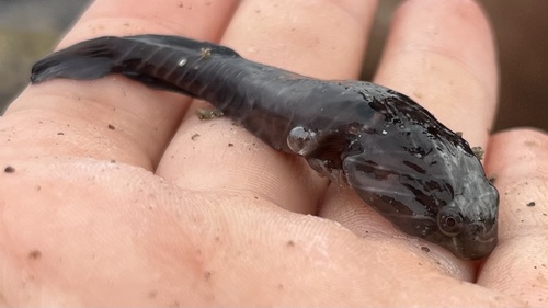 Sonora clingfish (Tomicodon humeralis) — Gobiesocidae — 3