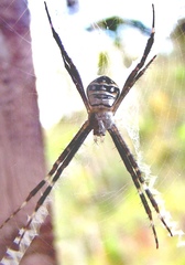 Argiope caledonia