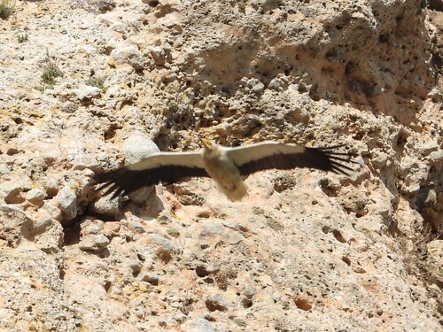 Alimoche común (Neophron percnopterus)