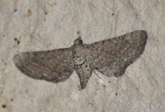 Eupithecia zygadeniata