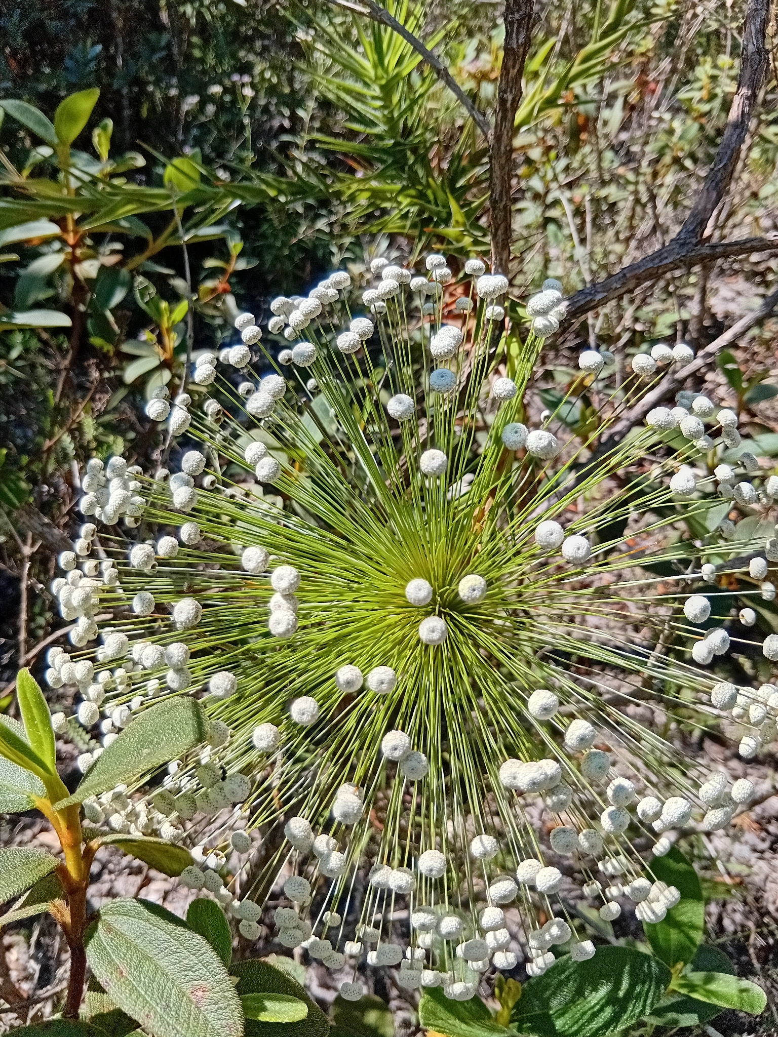 Actinocephalus bongardii