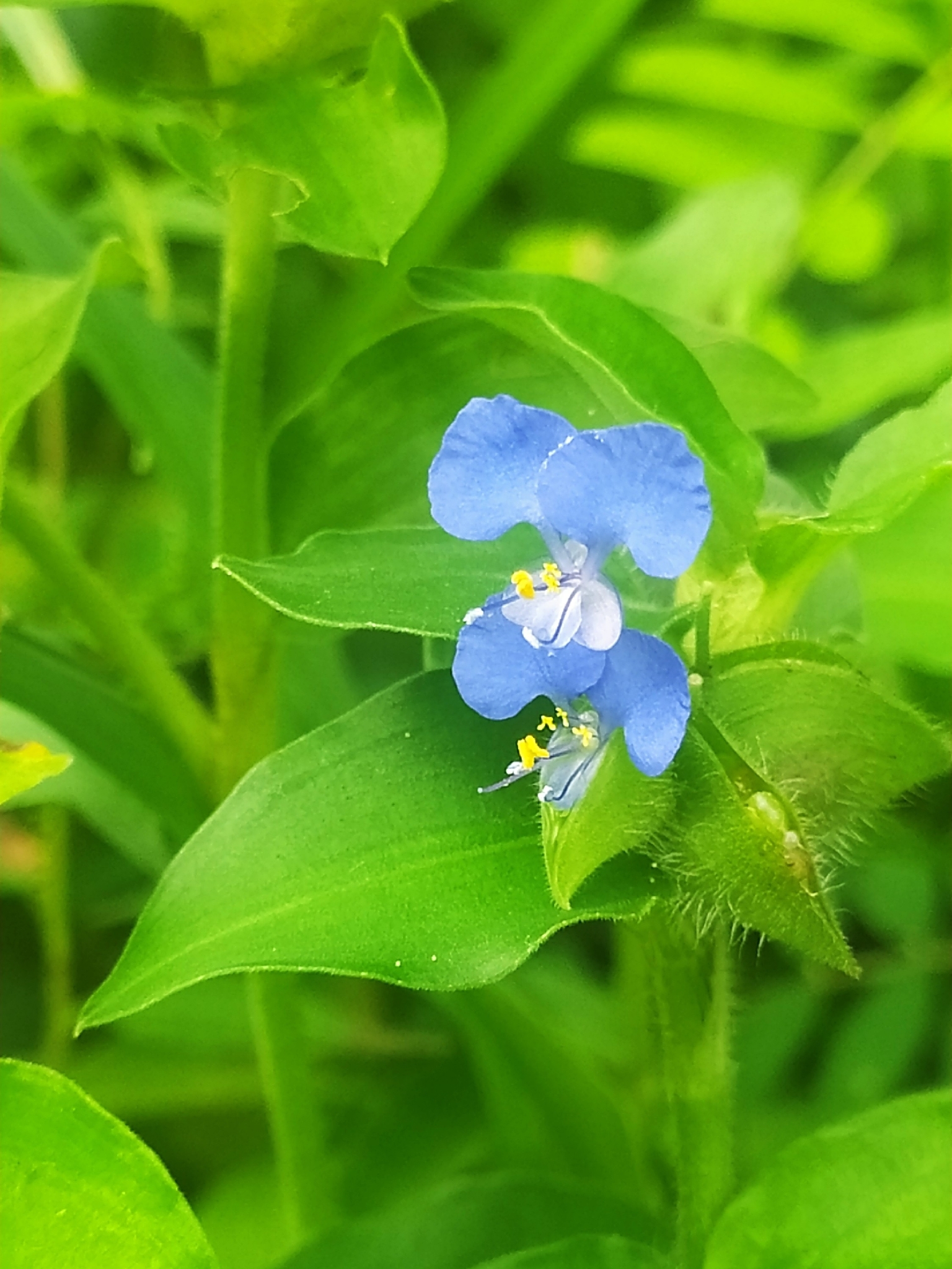 Commelina benghalensis