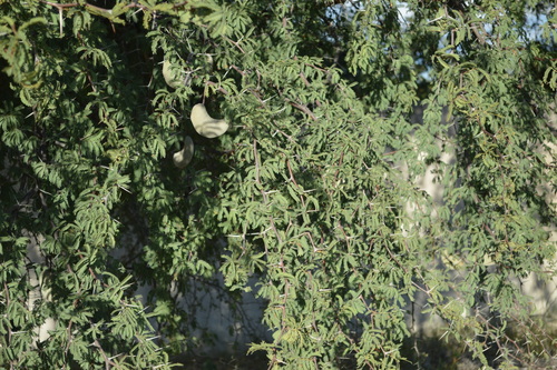 Camel Thorn