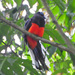 Baird's Trogon - Photo (c) Jerry Oldenettel, some rights reserved (CC BY-NC-SA)