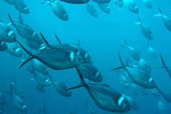 Trachinotus stilbe