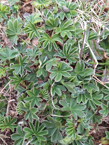 Alchemilla faeroensis, photograph 1