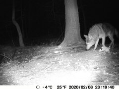Canis latrans thamnos