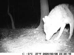 Canis latrans thamnos