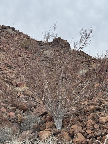 Bursera hindsiana, 2026-05-03