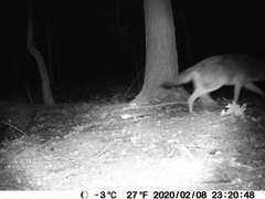 Canis latrans thamnos