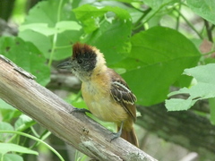 Thamnophilus bernardi