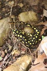 Neurergus crocatus