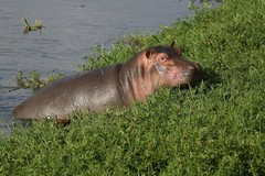 Hippopotamus amphibius