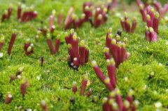 Azorella corymbosa