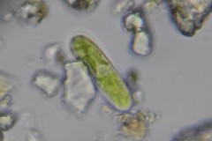 Cylindrocystis