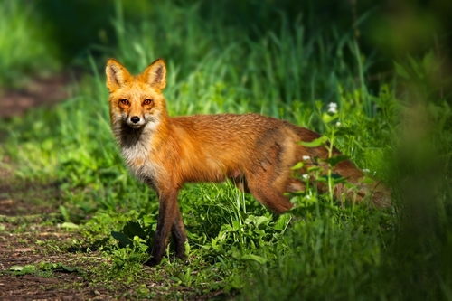 Red Fox photographed in Michigan