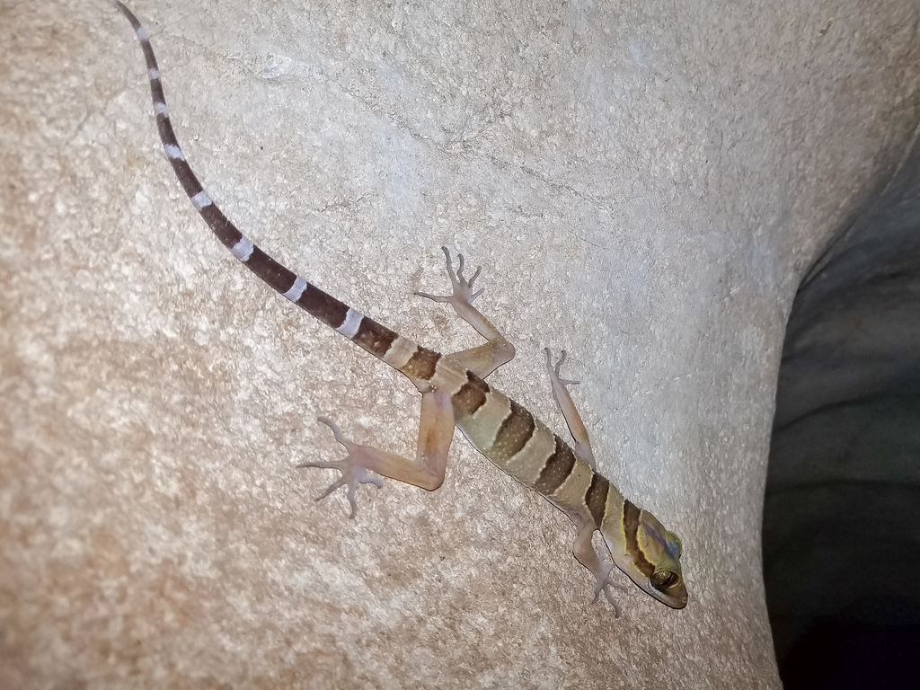 Khao Chong Bent-toed Gecko