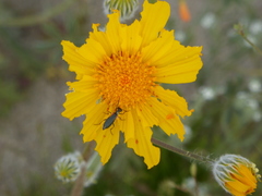 Eupompha elegans elegans