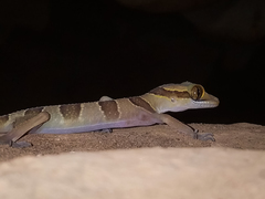 Cyrtodactylus lekaguli