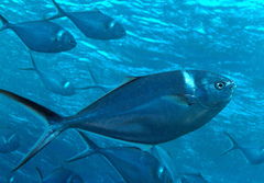 Trachinotus stilbe