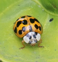 Harmonia axyridis