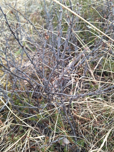 Arctic dwarf birch