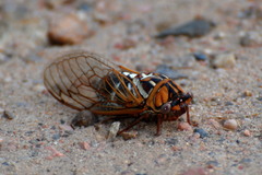 Megatibicen tremulus