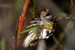 Megatibicen dealbatus
