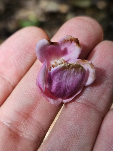 Lecythis confertiflora (A.C.Sm.) S.A.Mori