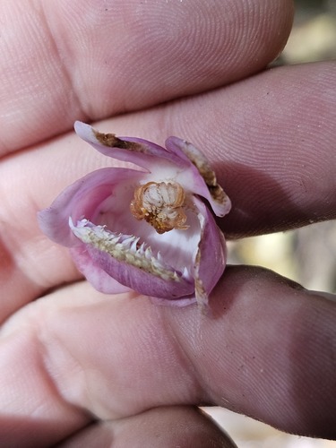 Lecythis confertiflora (A.C.Sm.) S.A.Mori 2