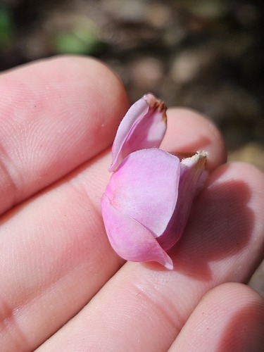 Lecythis confertiflora (A.C.Sm.) S.A.Mori 3