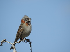Zonotrichia capensis australis