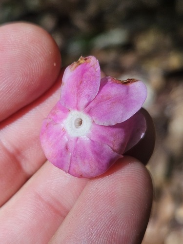 Lecythis confertiflora (A.C.Sm.) S.A.Mori 4