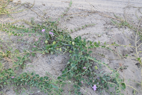 Large Devilthorn
