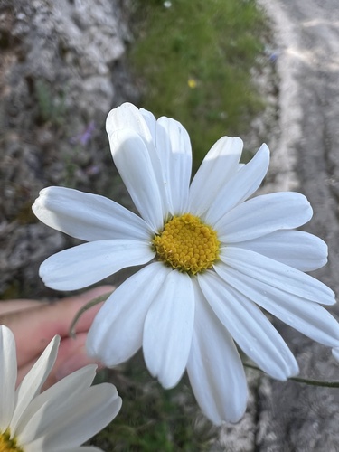 Tanacetum cinerariifolium, photograph 5