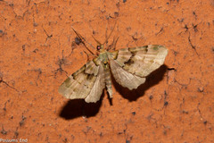 Elvia glaucata