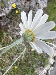 Tanacetum cinerariifolium, photograph author not stated, no rights reserved