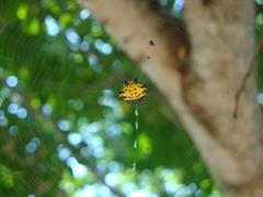Gasteracantha cancriformis