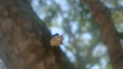 Gasteracantha cancriformis