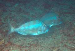 Calamus taurinus