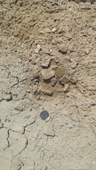 Dama mesopotamica