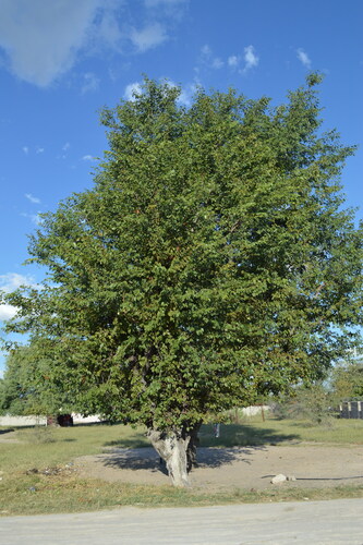 Mopane
