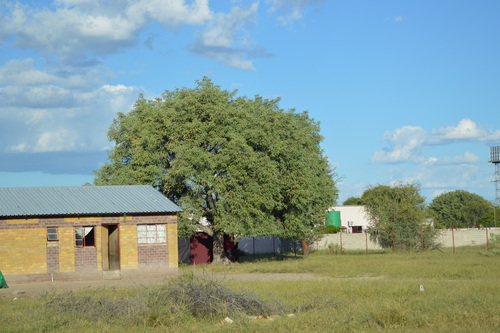 marula