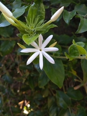 Jasminum multiflorum
