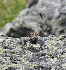 Oeneis melissa semidea